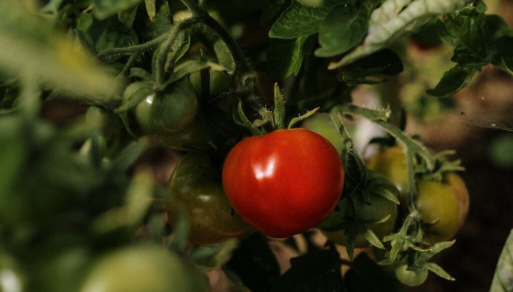 How to Remove Aphids from Tomato Plants: A Gardener's Guide: